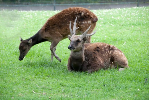 Male and Female Philippine Spotted Deer( Rusa alfredi)