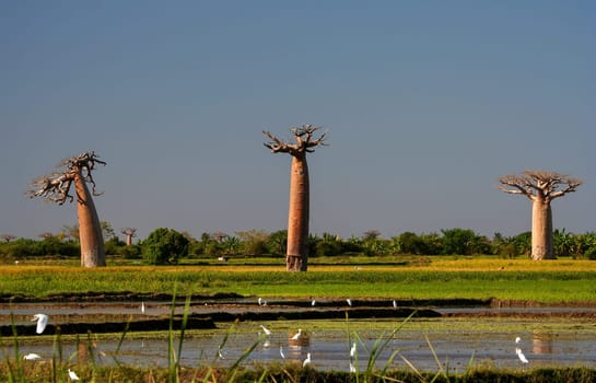 Three baobabs near Morondava in Madagascar