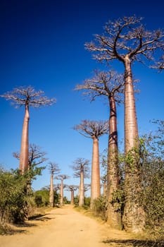 Famous Avenida de Baobab near Morondava in Madagascar