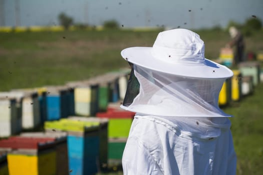 horizontal rear view of one beekeepers in protection suit looking over beehives with bees swarming around