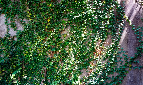 green wall on building exterior horizontal