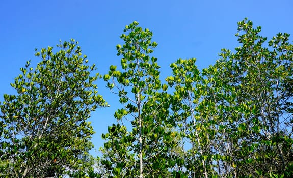 forest mangrove horizontal in chantaburi, Thailand