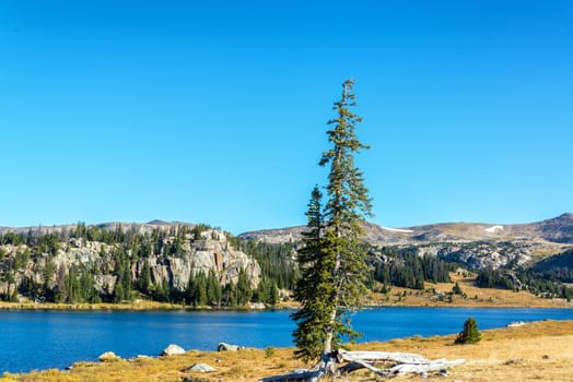 Pine tree on a lakeshore in Shoshone National Forest in Wyoming, USA