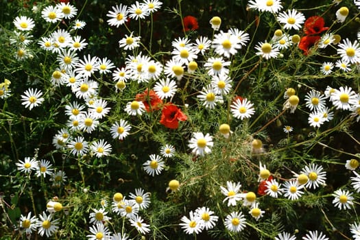 The top view of a flower meadow goose flowers and poppies.