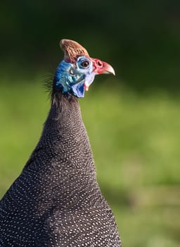 Helmeted Guinea fowl with white spotted feathers