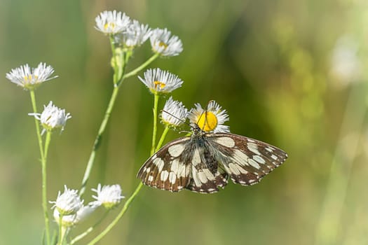 Checkerboard butterfly on fake chamomile