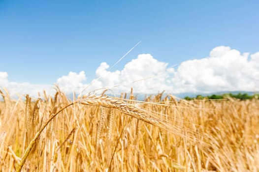 Golden ear of wheat on the field, on a blue sky