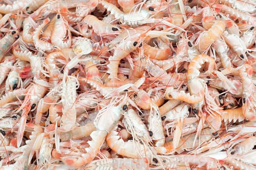 Fresh Shrimps on display in fishermen market. Background texture