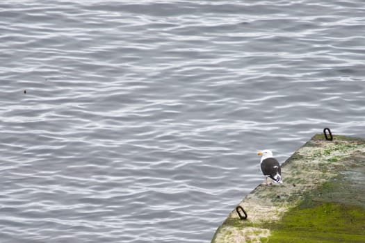 Great black-backed gull, Larus marinus on the Faroe Islands