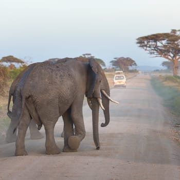 Family of elephants on dirt roadi in Amboseli national park, Kenya.