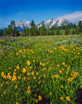 Spring in Grand Teton, Wyoming