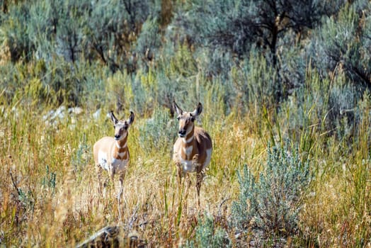 A pair of Pronghorn Antelope in Yellowstone National Park