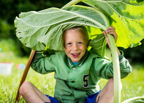 A little preschool boy who has harvest a great bunch of rhubarb in the garden on a sunny spring day. He wears a green jacket