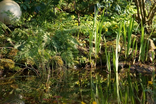 Abstract plant reflections on the water surface of a garden pond.