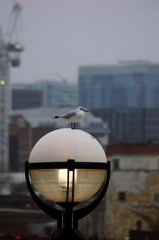 A seagull stands on an illuminated ball lamp in the twilight of the evening.