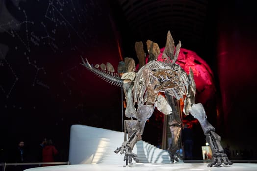 LONDON, UK - DECEMBER 11: Detail of Stegosaurus skeleton at the Natural History Museum. December 11, 2014 in London. The new skeleton went on display at the museum on the 4th December 2014.