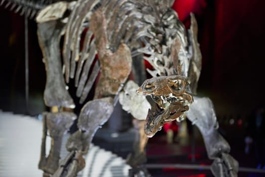 Detail of Stegosaurus skeleton at the Natural History Museum in London, UK.