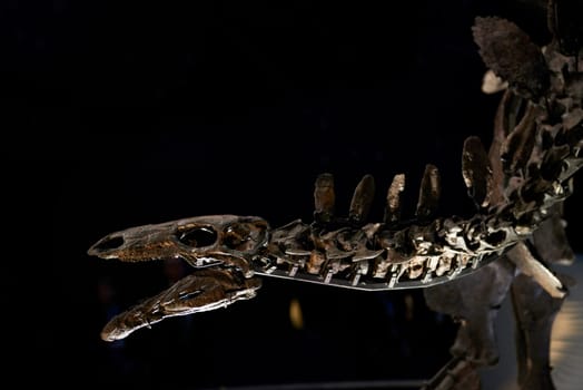 Detail of Stegosaurus skeleton at the Natural History Museum in London, UK.