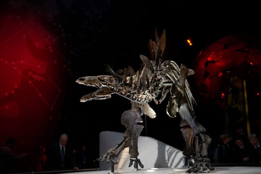 LONDON, UK - DECEMBER 11: Detail of Stegosaurus skeleton at the Natural History Museum. December 11, 2014 in London. The new skeleton went on display at the museum on the 4th December 2014.