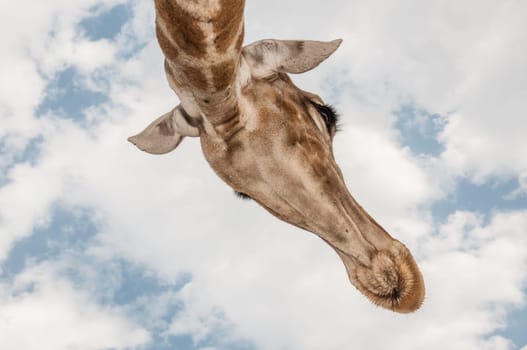Close up photo of the neck and face of a giraffe.