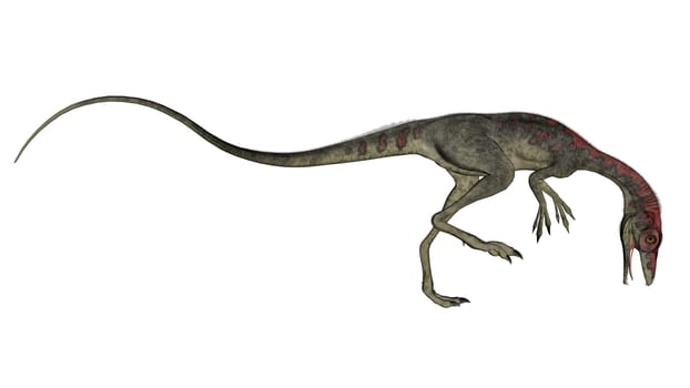 Compsognathus dinosaur walking in white background- 3D render