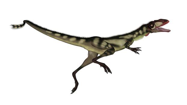 Dilong dinosaur jumping in white background- 3D render