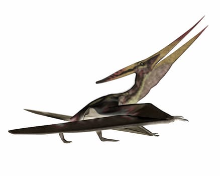 Pteranodon walking in white background- 3D render