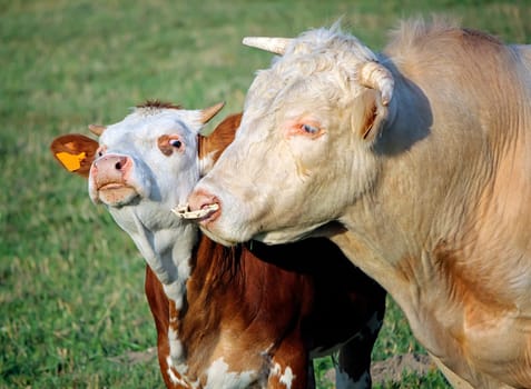 Cow and calf portrait in a meadow