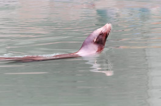 Seals are large mammals that live in water. Also called water predators or pinnipeds in professional circles.