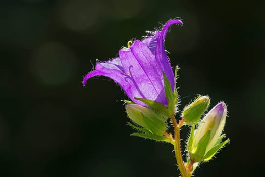 Campanula trachelium