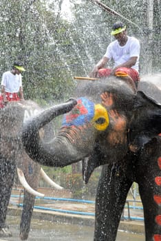 The Thai New Year or Songkran Festival or Water festival in the city of Ayutthaya north of Bangkok in Thailand in Southeastasia.