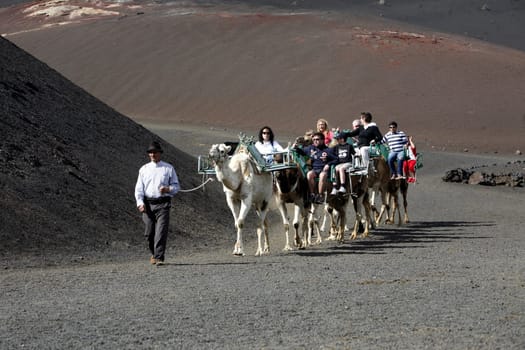 a camel trip in the Vulkan National Park Timanfaya on the Island of Lanzarote on the Canary Islands of Spain in the Atlantic Ocean. on the Island of Lanzarote on the Canary Islands of Spain in the Atlantic Ocean..