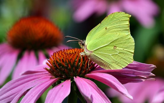 Lemon Butterfly (Gonepteryx rhamni)