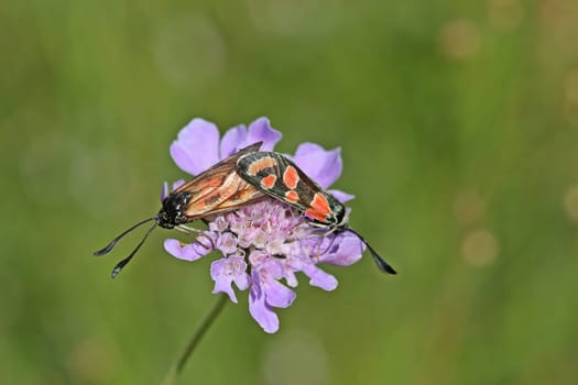 Esparsettenwidderchen pairing (Zygaena carniolica) on widow flower