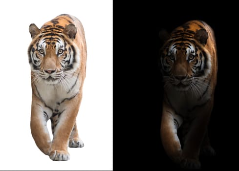 bengal tiger in the dark and bengal tiger on white background
