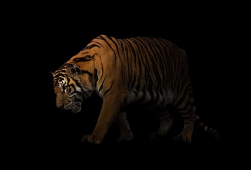 bengal tiger in dark background with spotlight