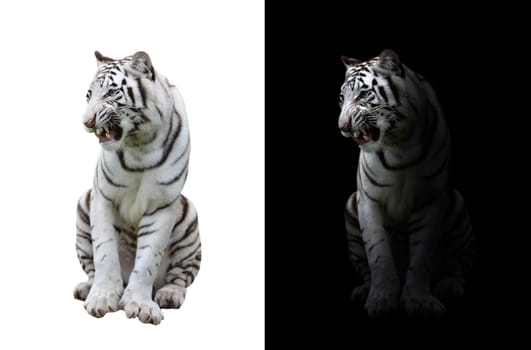 white bengal tiger in the dark and white bengal tiger on white background