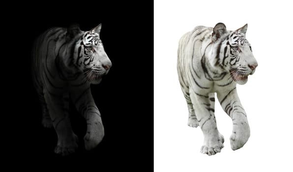 white bengal tiger in the dark and white bengal tiger on white background