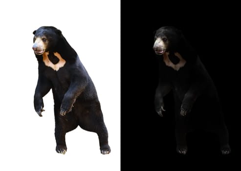 malayan sunbear in dark background and malayan sunbear on white background