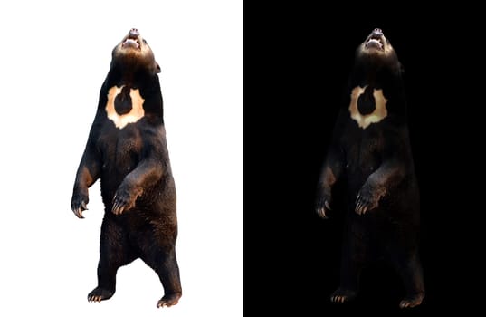 malayan sunbear in dark background and malayan sunbear on white background