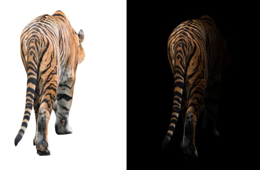 bengal tiger in the dark and bengal tiger on white background