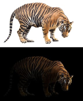 bengal tiger in the dark and bengal tiger on white background