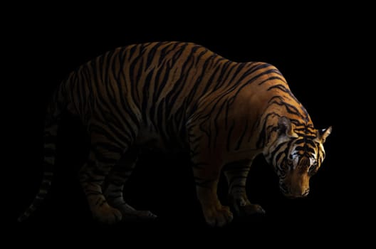 bengal tiger in dark background with spotlight