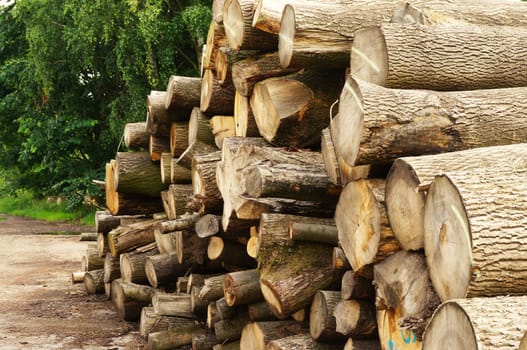 Tree pile in a forest