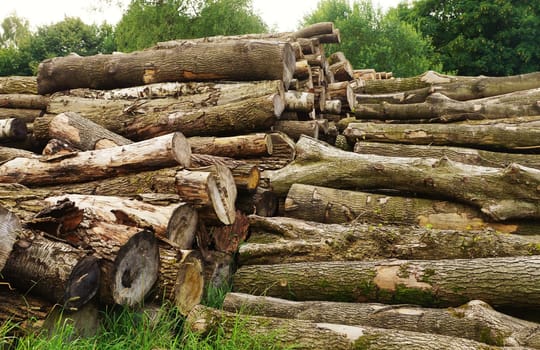 Tree pile in a forest