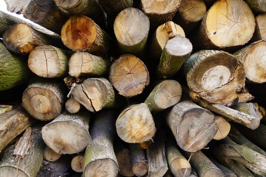 Tree pile in a forest
