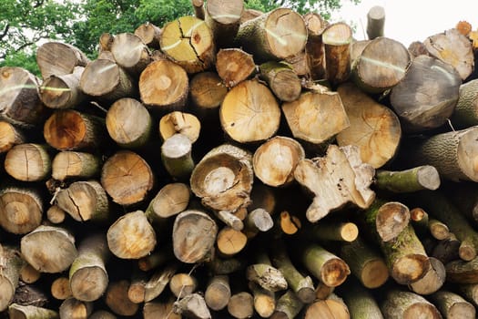 Tree pile in a forest