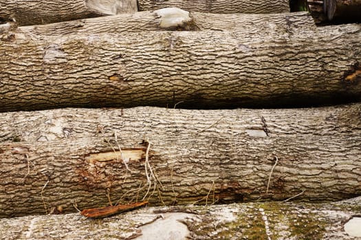 Tree pile in a forest