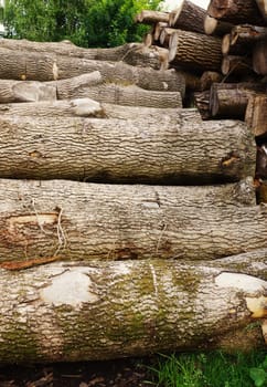 Tree pile in a forest