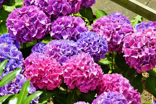 Farmer hydrangea in a botanical garden in summer